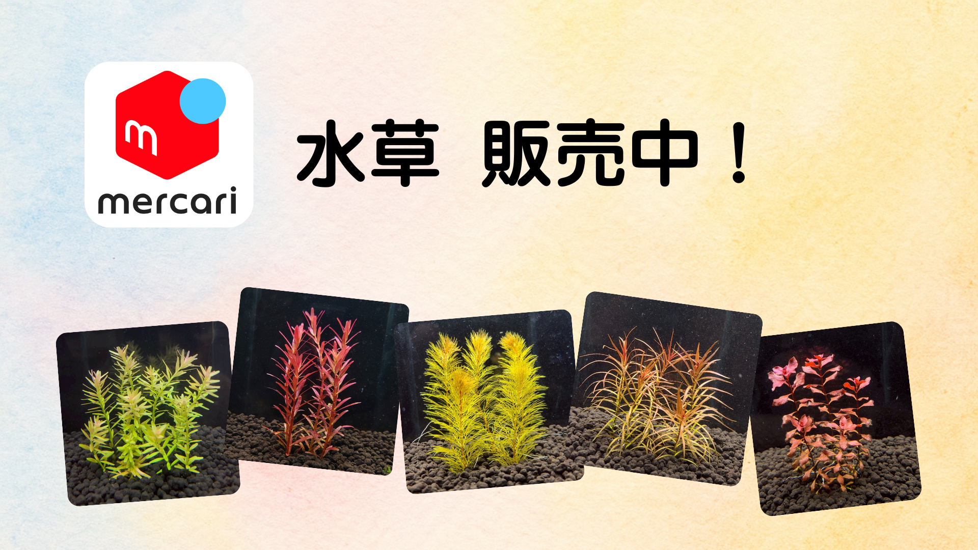 メルカリで水草を販売中！ | ＊ アクアリウムのいろは ＊