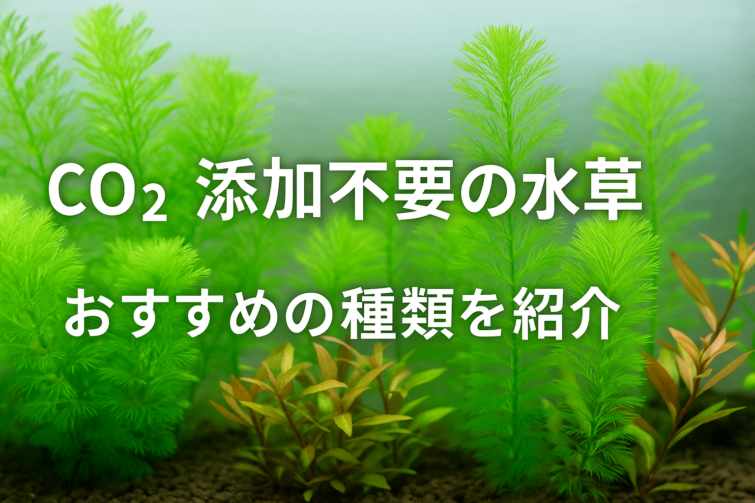 CO2なしで育つ水草8選｜初心者におすすめの丈夫な種類を徹底解説 