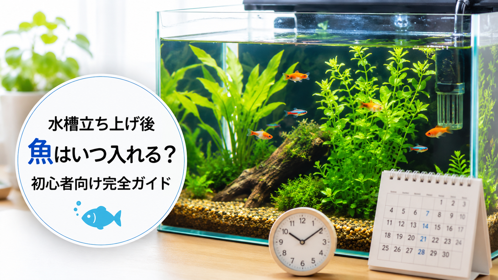 水槽立ち上げ後に魚はいつ入れる？初心者向け完全ガイド 